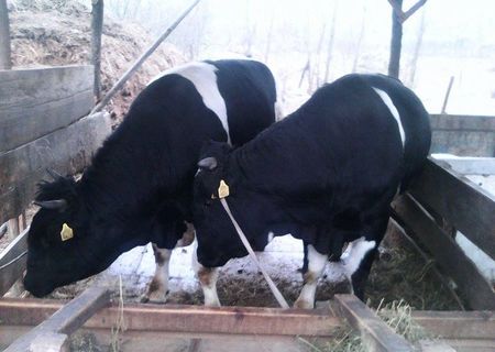 2 Capete Bovine