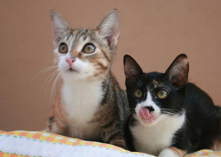 2 pisicute cauta casute:)