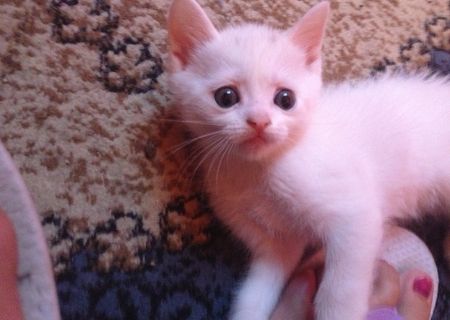 2 pisoi exotic shorthair