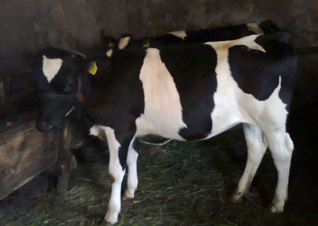 2 vitele holstein