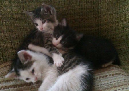 3 pisicute dragute