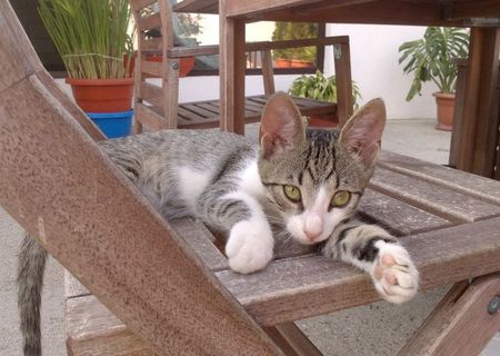 3 pisoi pt adoptie