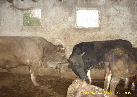 3 Tauri de carne ! 3 Tauri de carne !