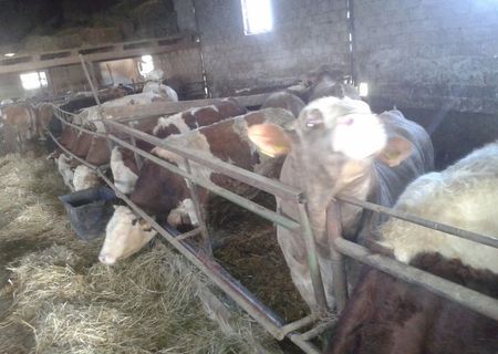 30 tauri greutate intre 550- 700 kg 7ron/ kg