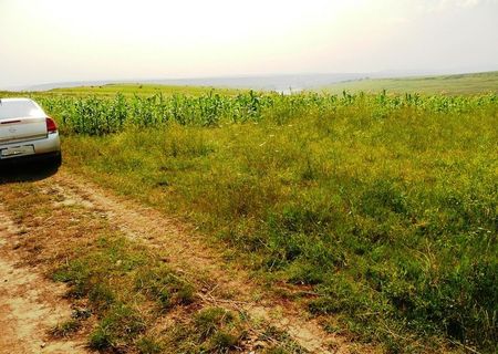 3100 mp, extravilan, Banu - Letcani