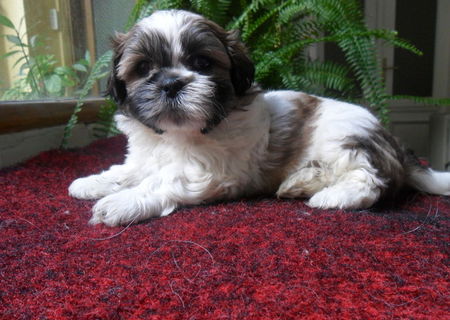 4 catei shih-tzu intarcati 4 catei shih-tzu intarcati