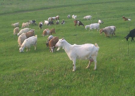 40 de capre fatate iezii langa ele, 3 tapi, 5 purcei, 3 caini