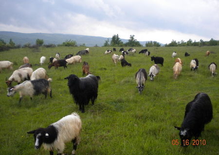 50 capre tinere de vanzare 50 capre tinere de vanzare