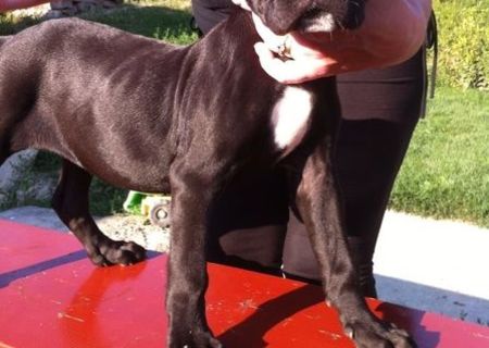 900 Ron Pui Cane Corso