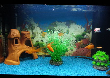 Acvariu juwel 60 litri plus accesorii Acvariu juwel 60 litri plus accesorii