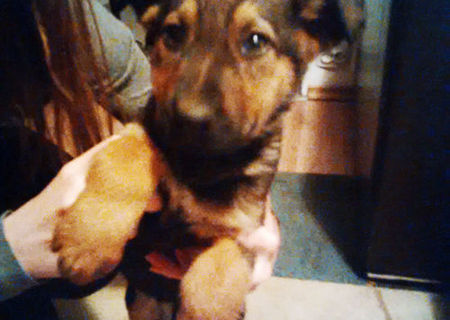 Adopta o catelusa de 2 luni, iubitoare