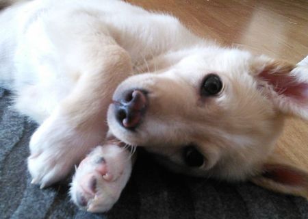 Adoptie Norocel - Rasa Comuna Adoptie Norocel - Rasa Comuna