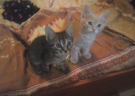 Adoptie pisici