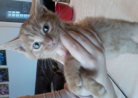 Adoptie pisicute