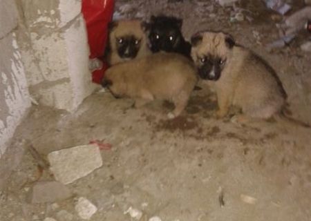 Adoptie pui catel de 2 luni Adoptie pui catel de 2 luni