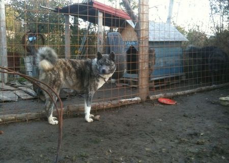 Akita inu de vanzare