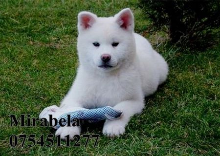 Akita inu femela  foarte frumoasa