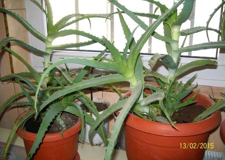 aloe-vera de diferite marimi