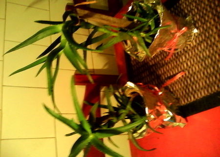 Aloe vera- planta miracol