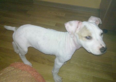 amstaff 3 luni si 2 saptamani