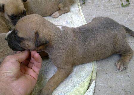 amstaff de vanzare