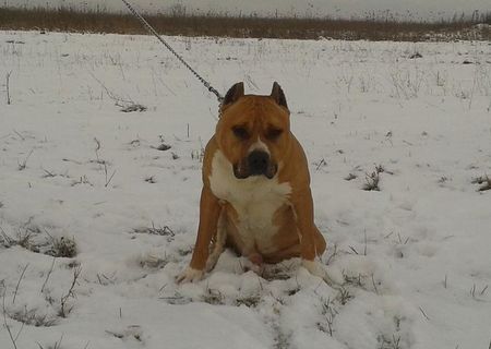 amstaff pt monta