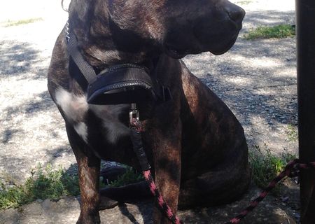Amstaff ptr. monta
