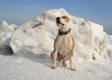 Amstaff tip Bull