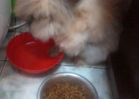 animal de companie