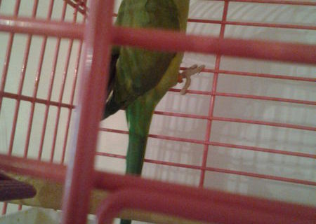 animal de companie