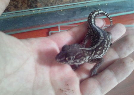 Animale Exotice - Gecko Leopard & Pantera Pachet