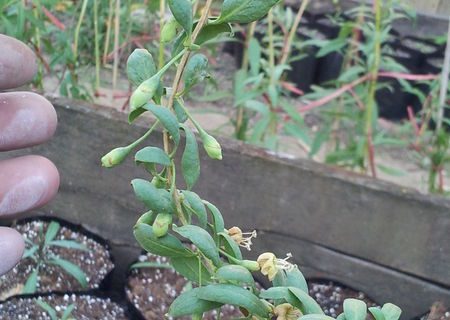 Arbusti GOJI Arbusti GOJI