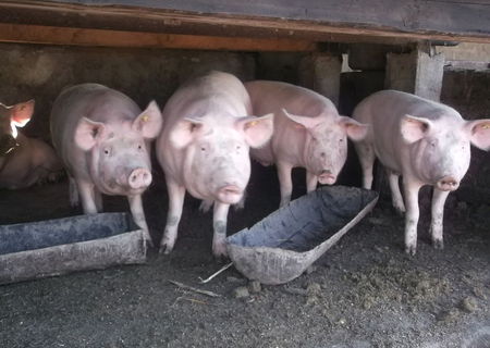 Arvunez porci pentru Craciun Arvunez porci pentru Craciun