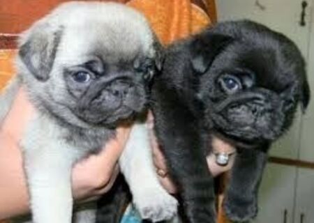 Awesome Pug Pups Available