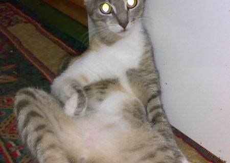 BASTET-PISICA EUROPEANA