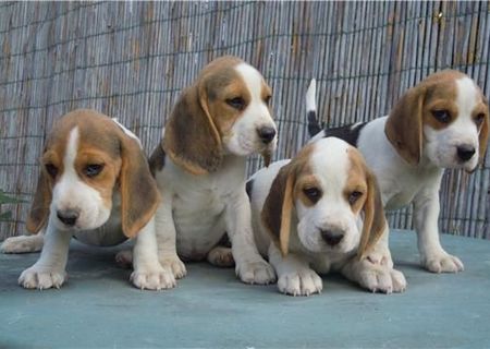 beagle