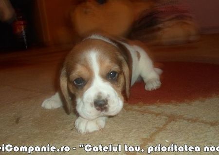 BEAGLE bicolori si tricolori vaccinati BEAGLE bicolori si tricolori vaccinati