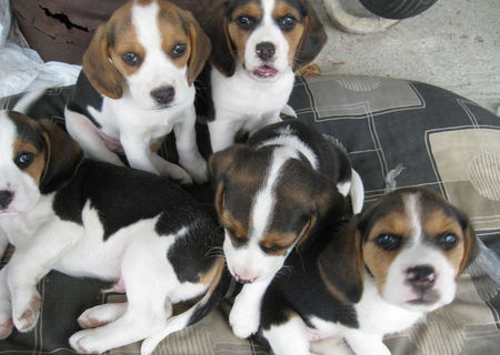 BEAGLE de vanzare