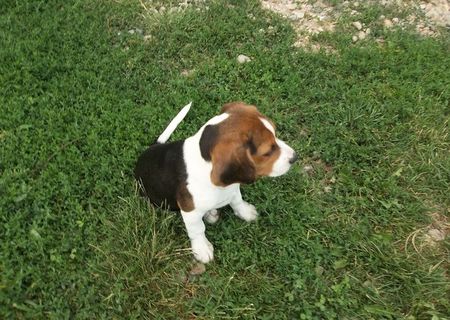 BEAGLE de vanzare