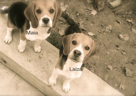 Beagle de vanzare