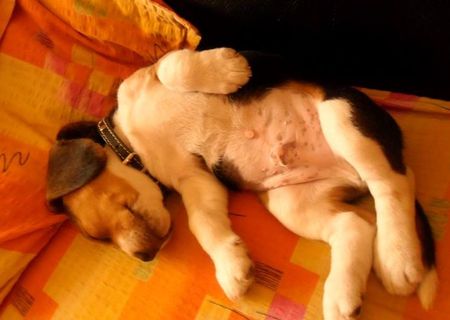 beagle de vanzare