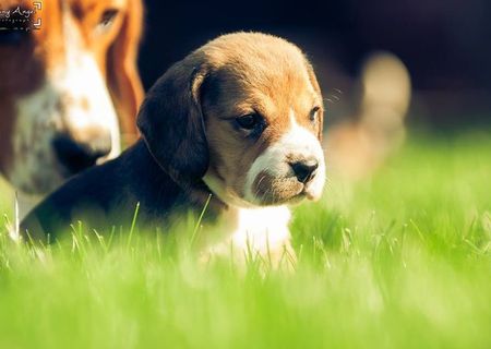 Beagle, fetite si baieti, 6 saptamani