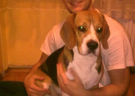Beagle pt monta