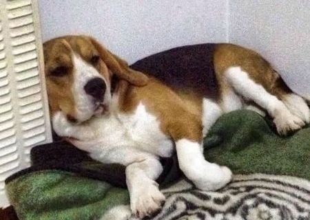 Beagle rasa pura