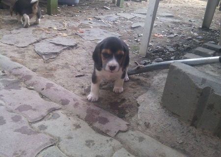 Beagle tricolor