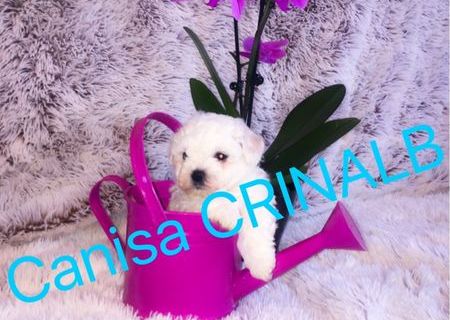 Bichon a poil frise toy