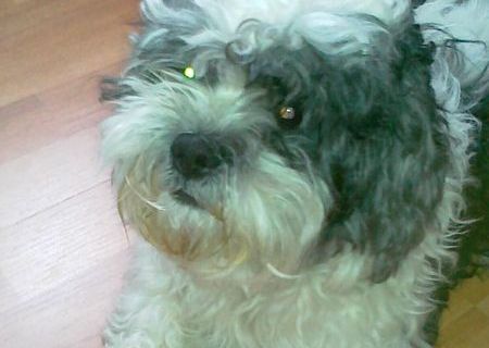 bichon canidae bichon canidae