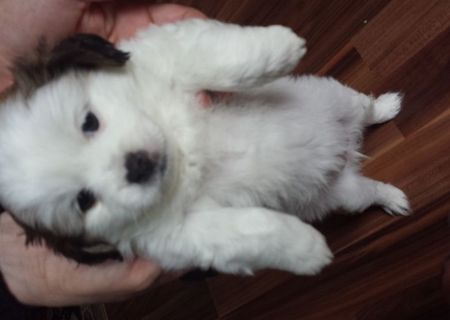 bichon de vanzare