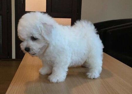 BICHON FRISE