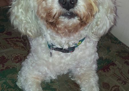 BICHON FRISE